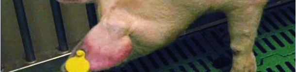 Cerdo afectado por PPA con cianosis en las orejas.