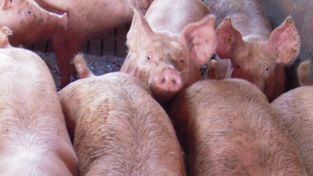 Tratamiento de un lech&oacute;n