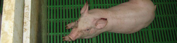 Lechón con necrosis en la punta de las orejas en fase avanzada, complicada por una infeción secundaria.