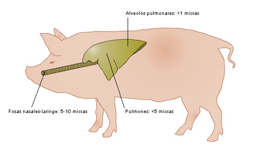 Resultado de imagen para SISTEMA RESPIRATORIO DE CERDO