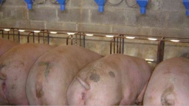 Gestación confirmada con cerdas libres