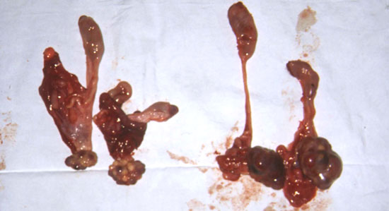 Anatomopatología de matrices y ovarios de varias cerdas
