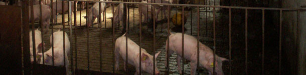 Unos microaspersores remojan periódicamente la zona donde se quiere que los animales defequen.