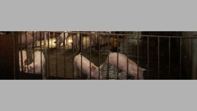 Unos microaspersores remojan periódicamente la zona donde se quiere que los animales defequen.