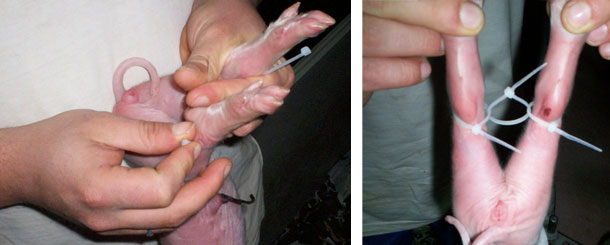 Con unas bridas de plástico se sujetan las patas de los lechones para evitar que se separen