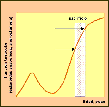 Hormonas esteroides sintesis