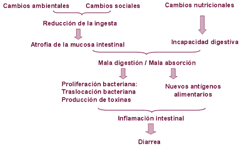 esquema síndrome post-destete