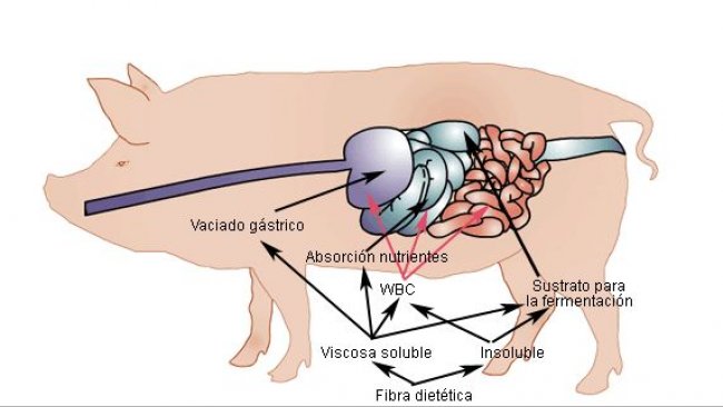 La influencia de las FD solubles e insolubles en los procesos de digestión y absorción en diferentes segmentos del tracto gastrointestinal