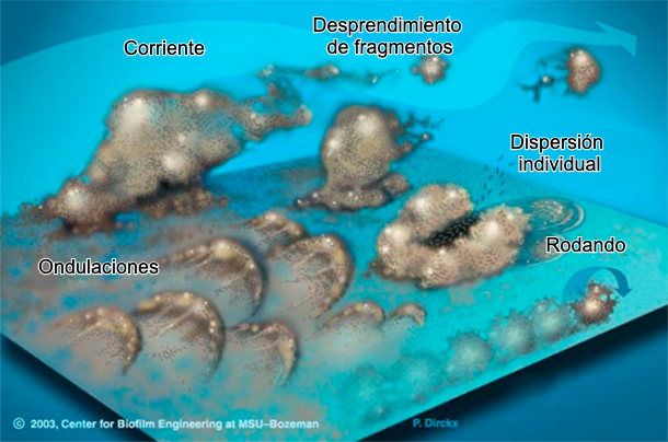 Figura 7. Las bacterias del biofilm pueden mobilizarse de muchas formas: Colectivamente ya sea en ondulaciones, rodando sobre la superficie o desprendi&eacute;ndose en grupos o individualmente, dispers&aacute;ndose en la corriente. Fuente:&nbsp;Center for Biofilm Engineering, Montana State University

