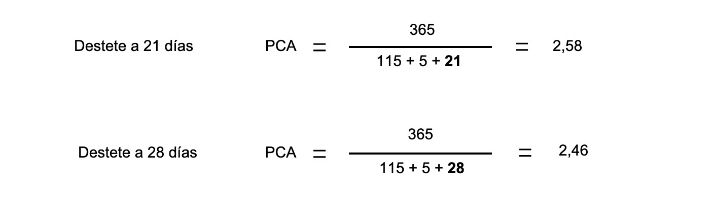 partos/cerda/año