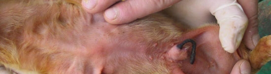 Epidermitis exudativa