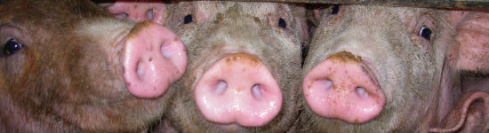 Cerdos en una nave de engorde