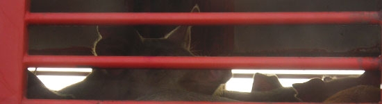 Cerdos en camión hacia matadero