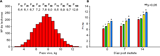 Distribución del PV de los lechones a final de lactación durante 6 bandas de destete consecutivas (A) y clasificación inicial y evolución del PV a lo largo de la fase pre-estárter (B).