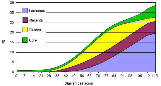 Evolución del peso de los lechones, placentas fluidos y ubre durante la gestación