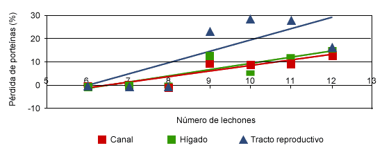 Pérdida de proteína durante la lactación en la canal, hígado y aparato reproductor (adaptado de Kim et al. 2001).