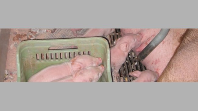 Lechones demasiado débiles: en ocasiones la partición de camada se realiza demasiado tarde o con lechones muy bajo peso, ya enfriados que no tienen  capacidad para llegar a la ubre. En este caso necesitaremos un encalostramiento más directo