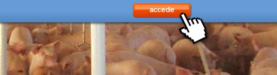 Accede