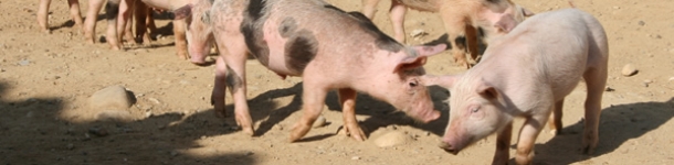 destete