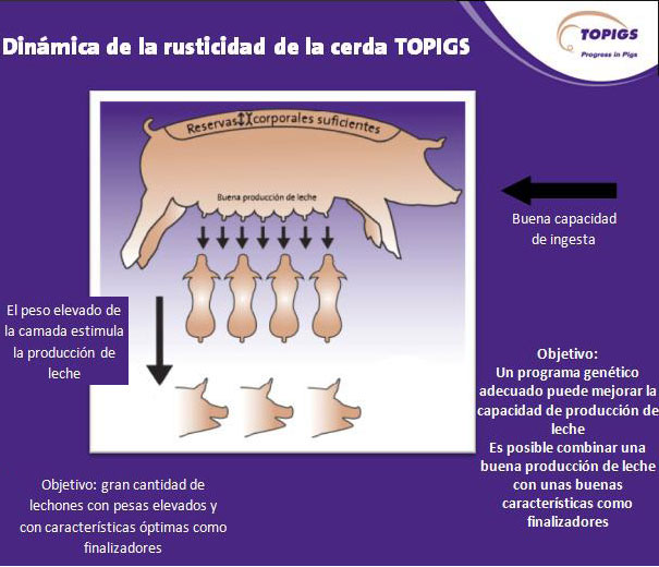 Dinámica de la rusticidad de la cerda Topigs