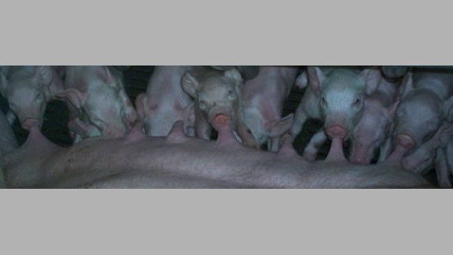 2010818_cetosis