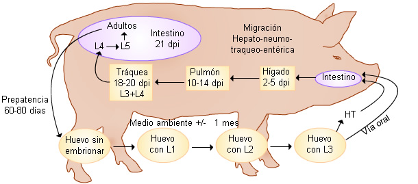 milyen életmódot vezet a pinworm