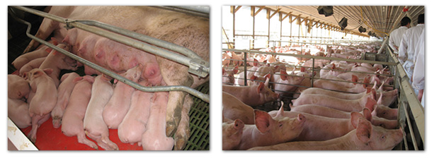 Descripción del sector porcino Chileno