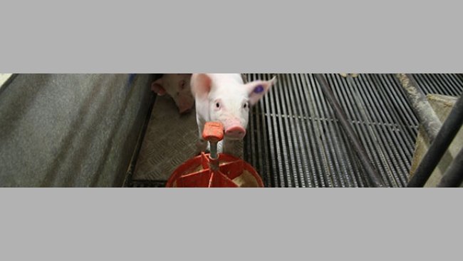 Deben evitarse los ingredientes que potencialmente puedan desencadenar el sabor amargante en las dietas de transición