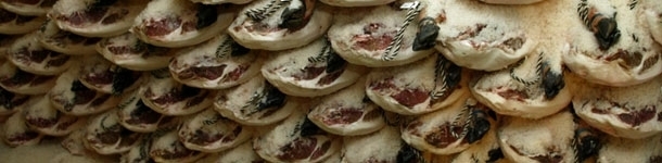 Los jamones magros para salar se venden más baratos que el cerdo en canal.