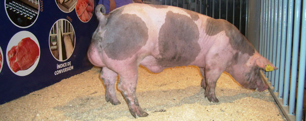Macho reproductor porcino de alta selección genética que posee el Grupo TOPIGS Ibérica
