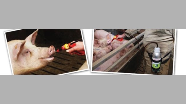 Entrenar a las cerdas con zumo de frutas para la toma de tratamientos hormonales