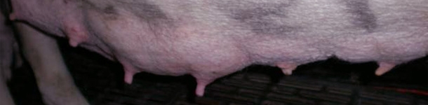 Diferencia visual entre las glándulas utilizadas y las no utiliazdas a los 7 días de lactación.