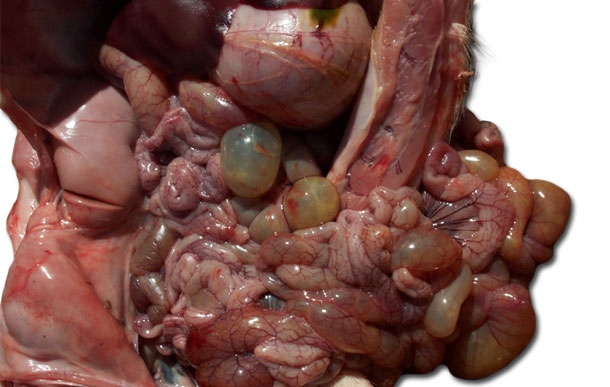 Figura 3. Necropsia de un lech&oacute;n afectado, n&oacute;tese la dilataci&oacute;n de las asas del intestino delgado y grueso.