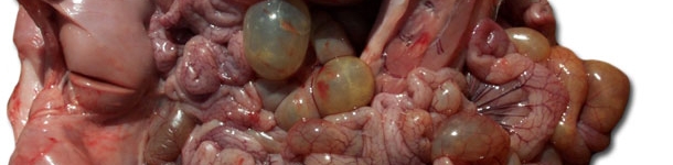 Necropsia de un lechón afectado, nótese la dilatación de las asas del intestino delgado y grueso.