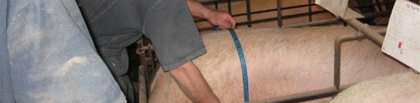 Una manera rápida de medir las cerdas es dividiendo la distancia a medir por la mitad tomando una única medida, la distancia de la columna (punto central) a uno de los dos flancos