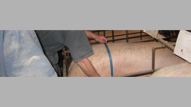 Una manera rápida de medir las cerdas es dividiendo la distancia a medir por la mitad tomando una única medida, la distancia de la columna (punto central) a uno de los dos flancos