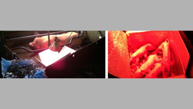 Lechones en la caja hipertérmica