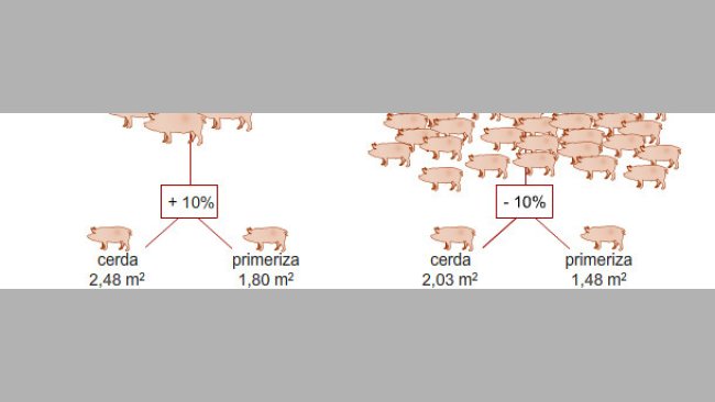 Sección de bienestar porcino