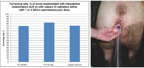 Minitub: TC para inseminación post-cervical