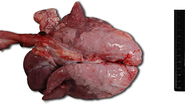 Consolidación pulmonar cráneo-ventral bilateral