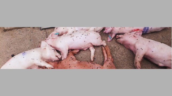 Lechones muertos en transición