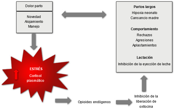 Estrés y dolor provocados por el parto