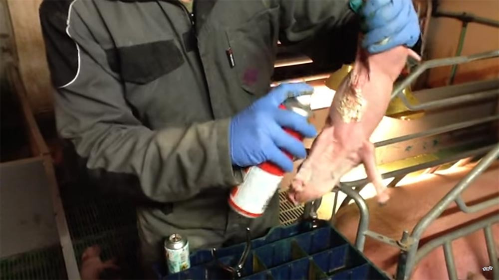 Protecci&oacute;n de pezones con adhesivo