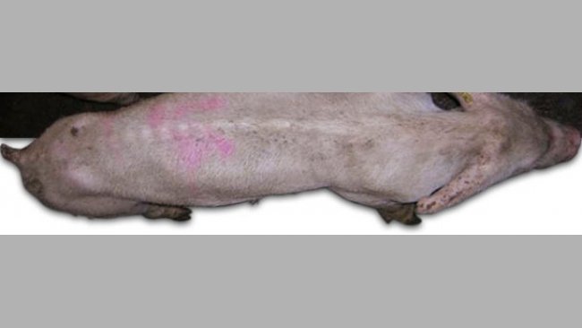 Cerdo afectado por PMWS
