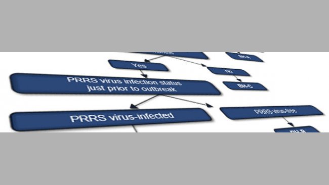 Sistema de clasificación del virus PRRS en granjas de cerdas