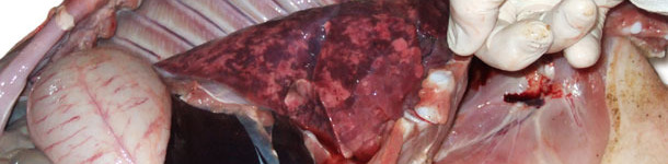 Pulmones agrandados, no colapsados, de consistencia gomosa y color desigual que corresponde a pneumonia intersticial