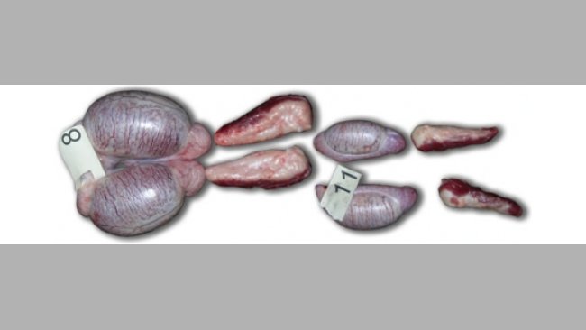 La Androstenona Hormona Responsable Del Mal Olor De La Carne Articulos 3tres3 La Pagina Del Cerdo