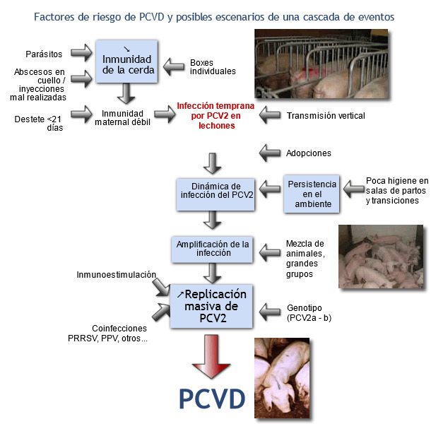 PCVD, factores de riesgo y sucesión de eventos