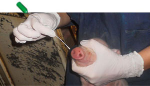 Recogida de hisopos nasales de lechones poco después de nacer.