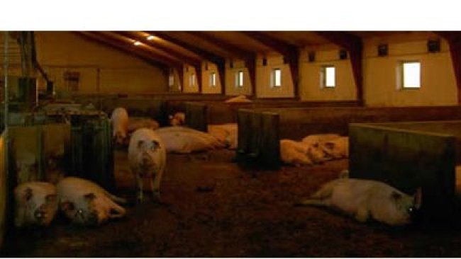 Cerdas gestantes en grupo